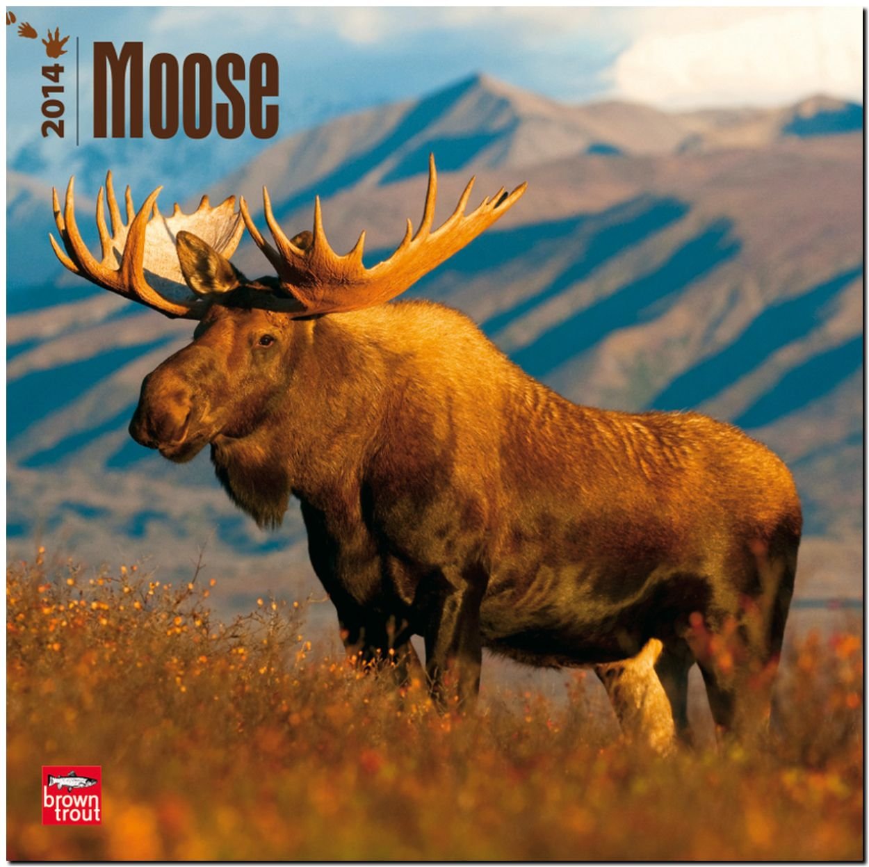 Moose 2014 - Elche: Original BrownTrout-Kalender (Wall-Kalender) Leisure, Home & Garden