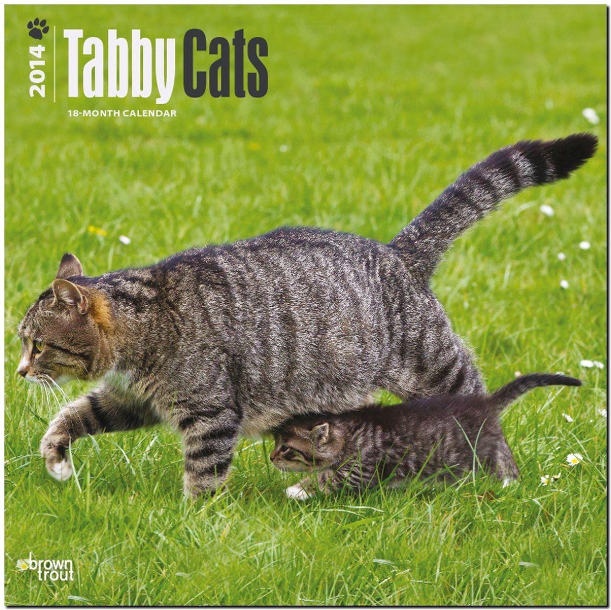 Tabby Cats 2014 - Tigerkatzen: Original BrownTrout-Kalender (Wall-Kalender) Pets