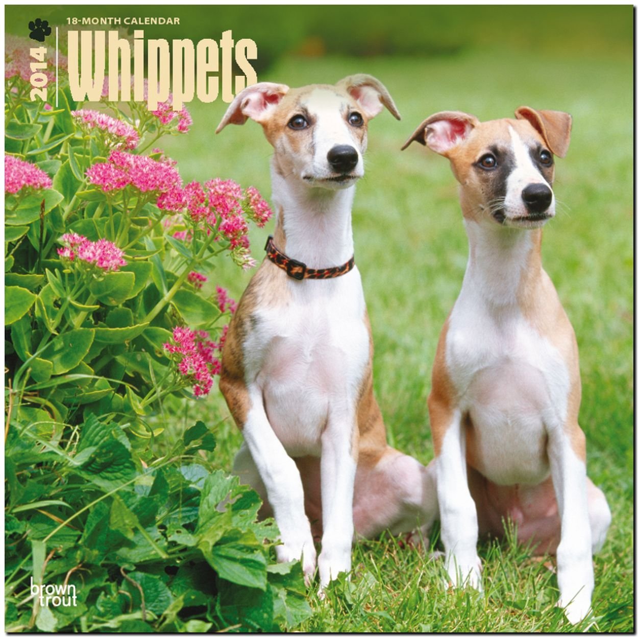 Whippets 2014 - Kleine Englische Windhunde: Original BrownTrout-Kalender (Wall-Kalender) Pets
