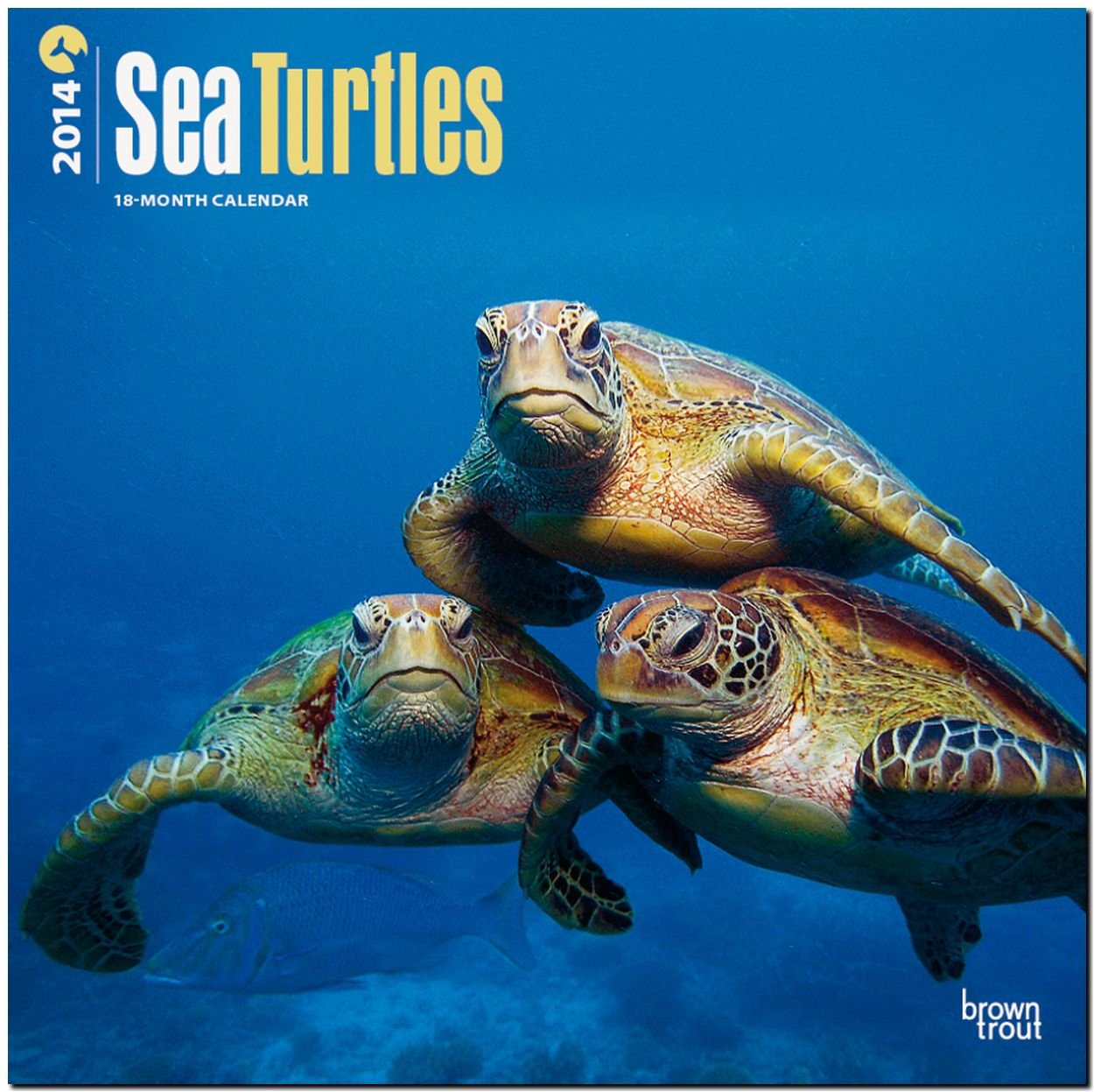 Sea Turtles 2014 - Meeresschildkröten: Original BrownTrout-Kalender (Wall-Kalender) Leisure, Home & Garden