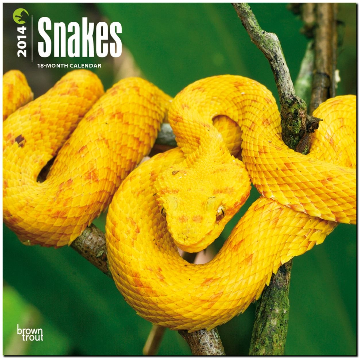 Snakes 2014 - Schlangen: Original BrownTrout-Kalender (Wall-Kalender) Leisure, Home & Garden