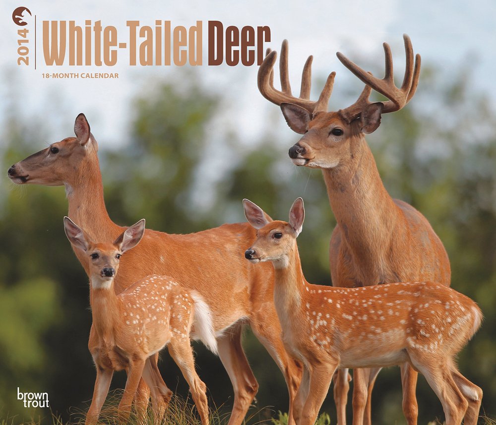 White-Tailed Deer 18 Month 2014 Calendar Mathematics
