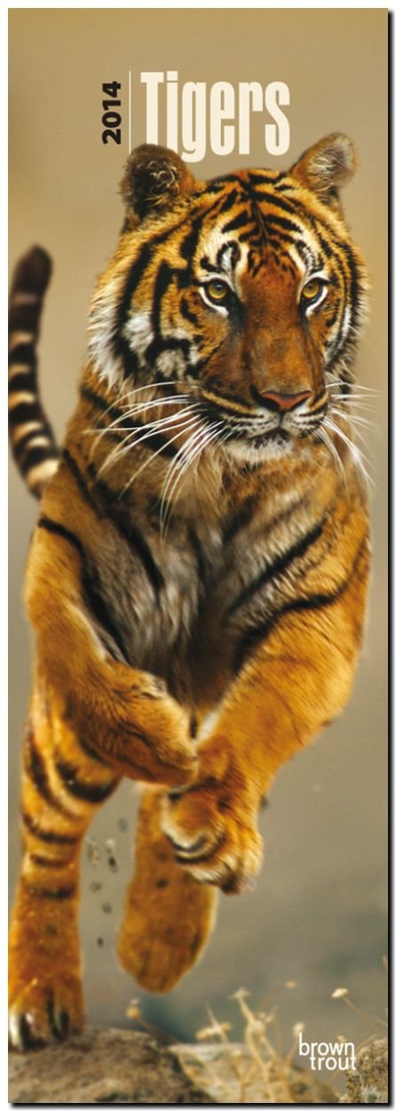 Tigers 2014 - Tiger: Original BrownTrout-Kalender - Slimline (Slimline-Kalender) Leisure, Home & Garden