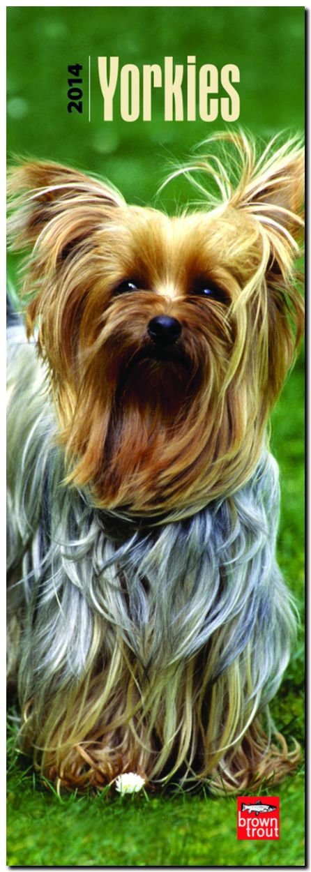 Yorkshire Terriers 2014 - Yorkies: Original BrownTrout-Kalender - Slimline (Slimline-Kalender) Pets