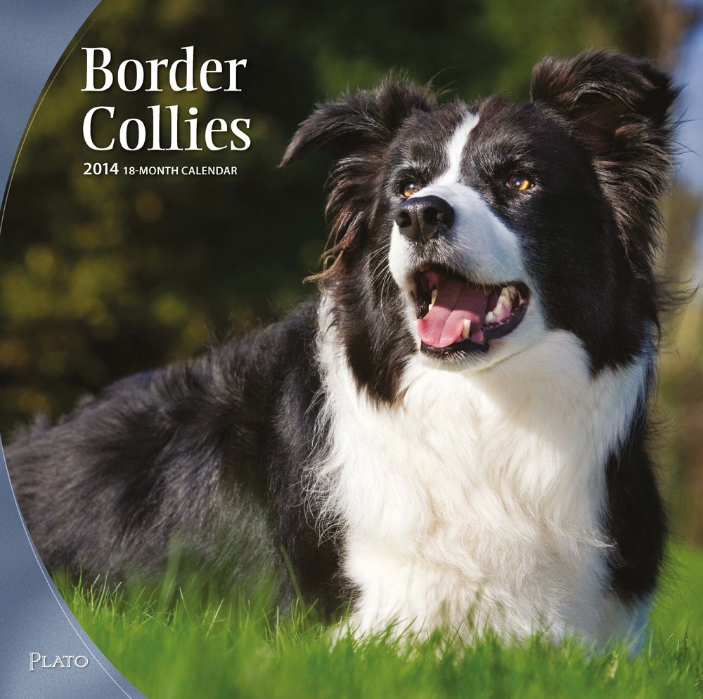 Border Collies 2014 Square 12x12 Calendars