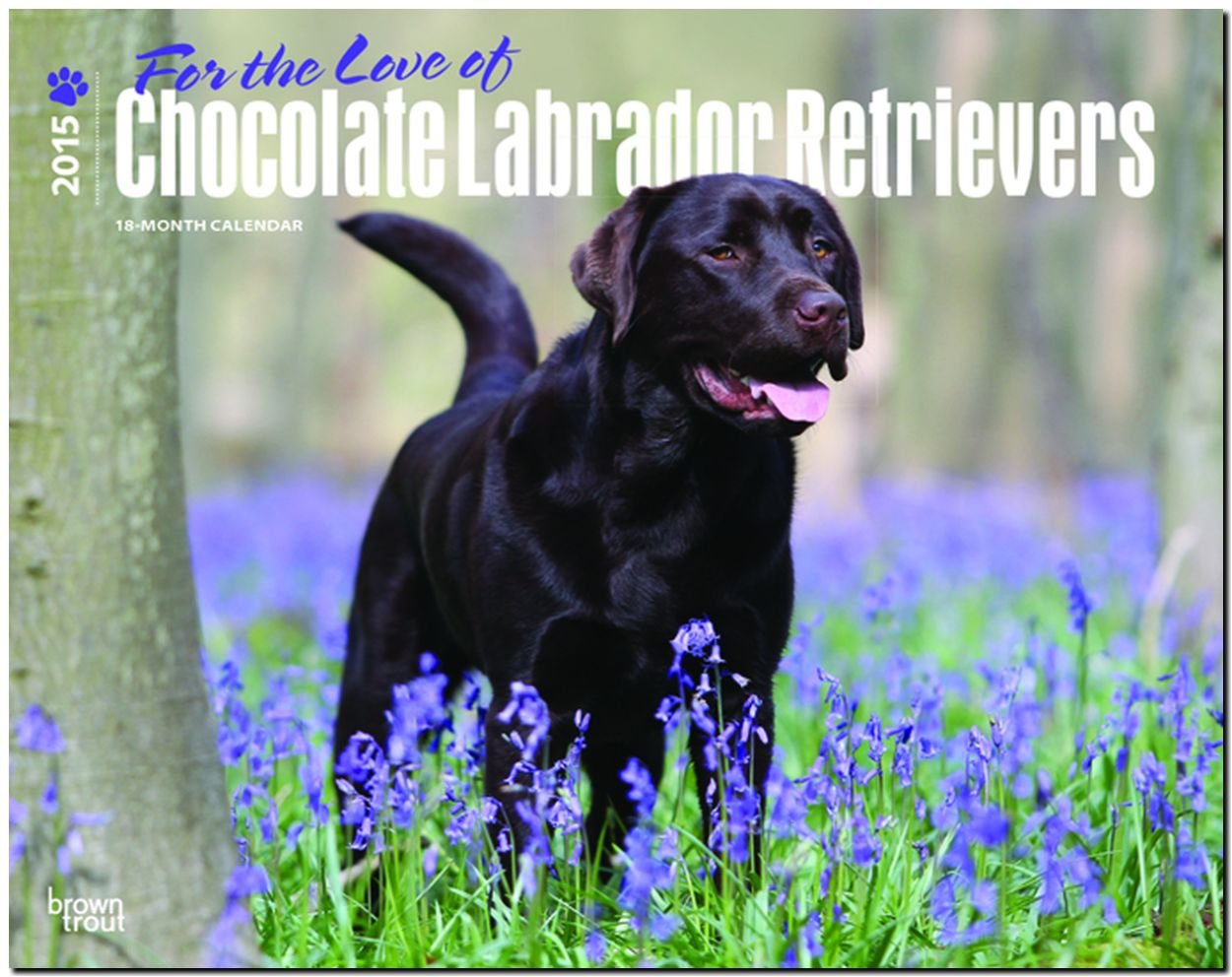 Chocolate Labrador Retriever – For the love of 2015 - Braune Labradore: Original BrownTrout-Kalender - Deluxe (Deluxe-Kalender) Pets
