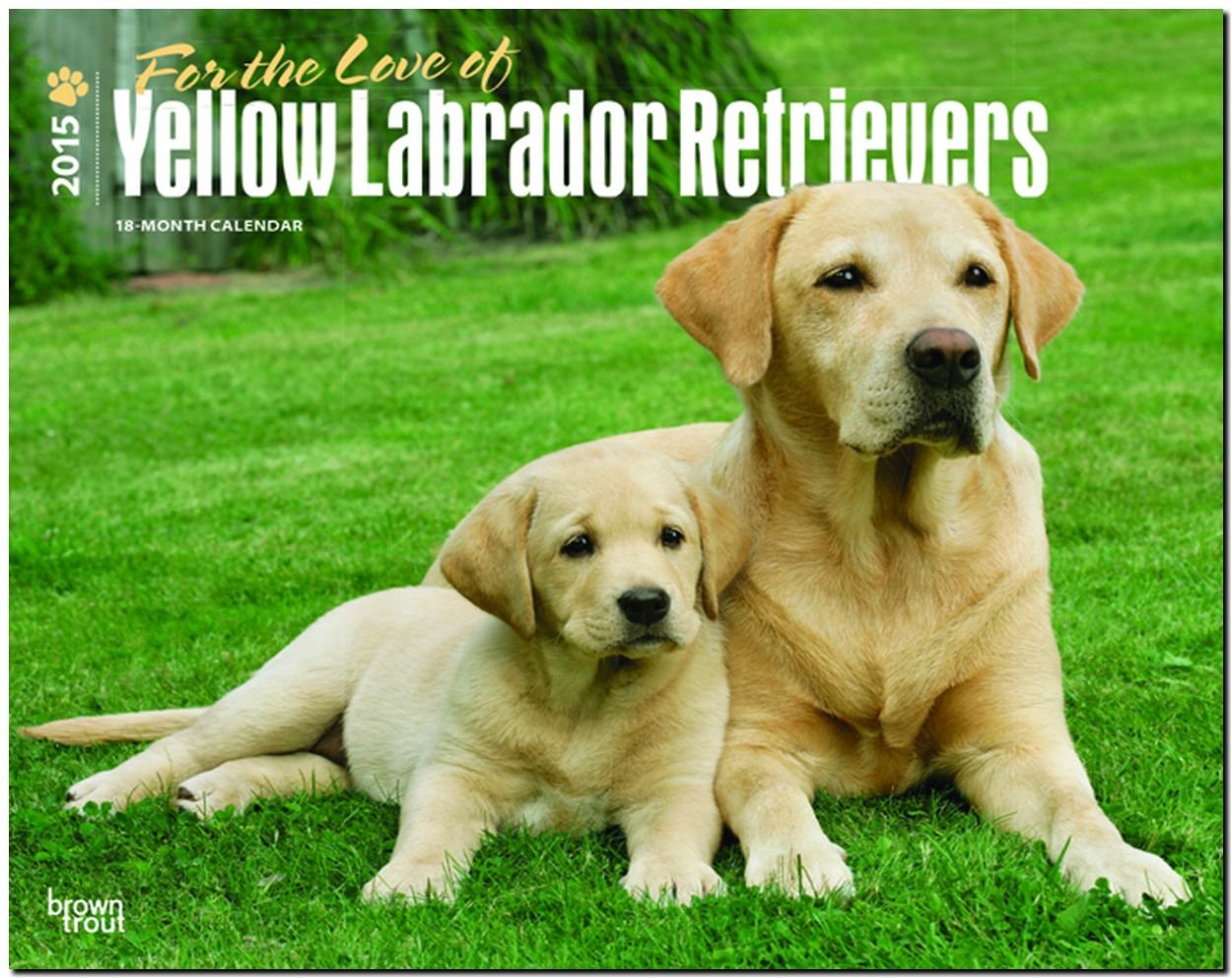 Yellow Labrador Retriever - For the Love of 2015 - Weiße Labradore: Original BrownTrout-Kalender - Deluxe (Deluxe-Kalender) Pets