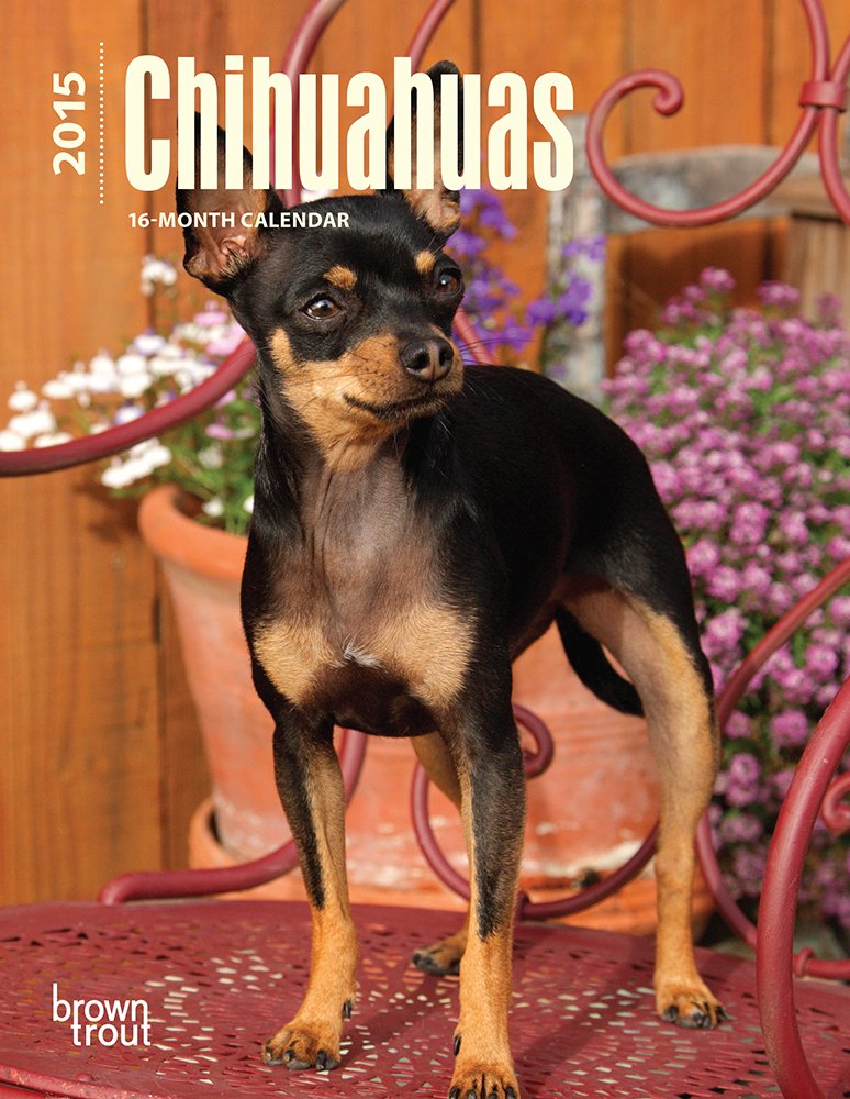 Chihuahuas 2015 Calendar Pets