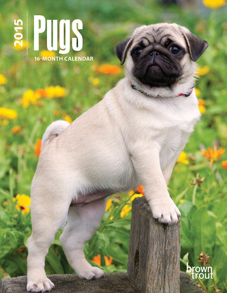 Pugs 2015 Calendar Pets