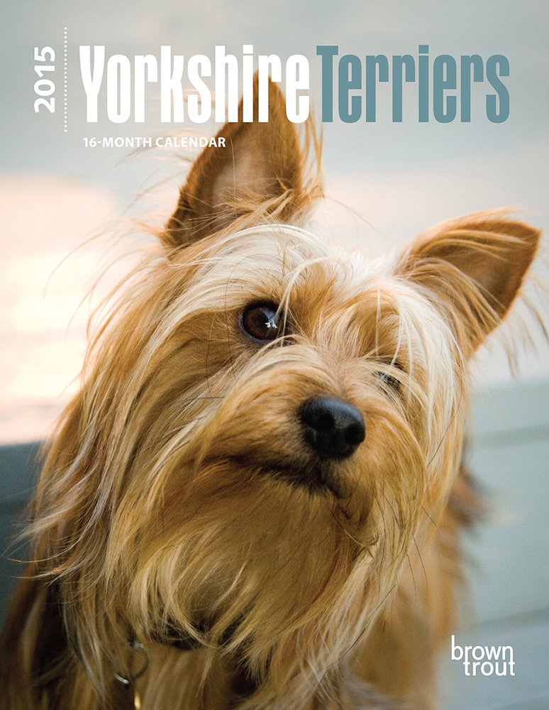 Yorkshire Terriers 2015 Calendar Pets