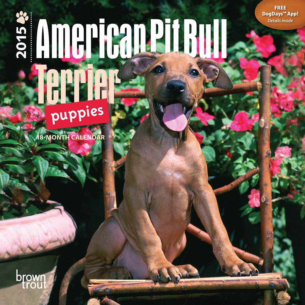 American Pit Bull Terrier Puppies 2015 Calendar Pets