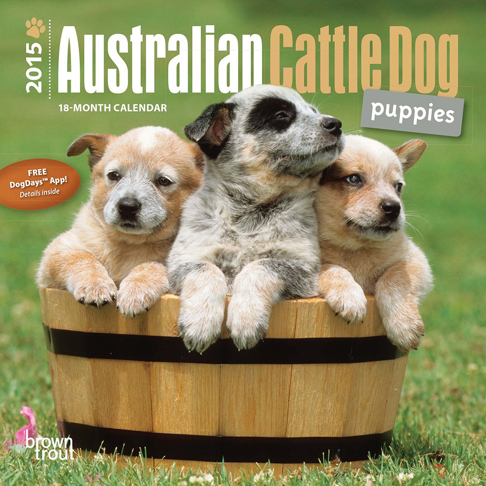 Australian Cattle Dog Puppies 2015 Calendar Pets