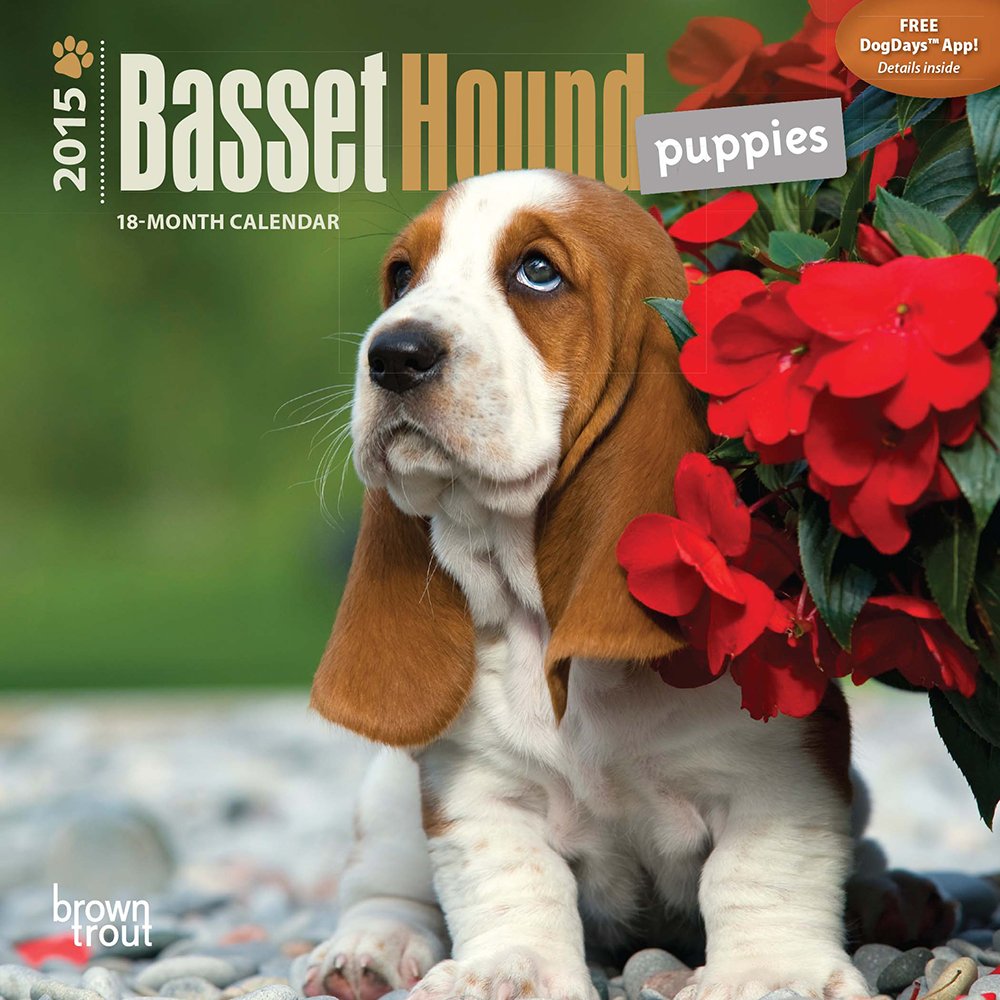 Basset Hound Puppies 18-Month 2015 Calendar Pets