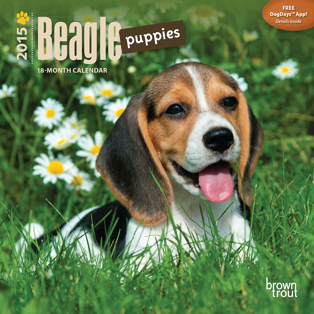 Beagle Puppies 18-Month 2015 Calendar Pets
