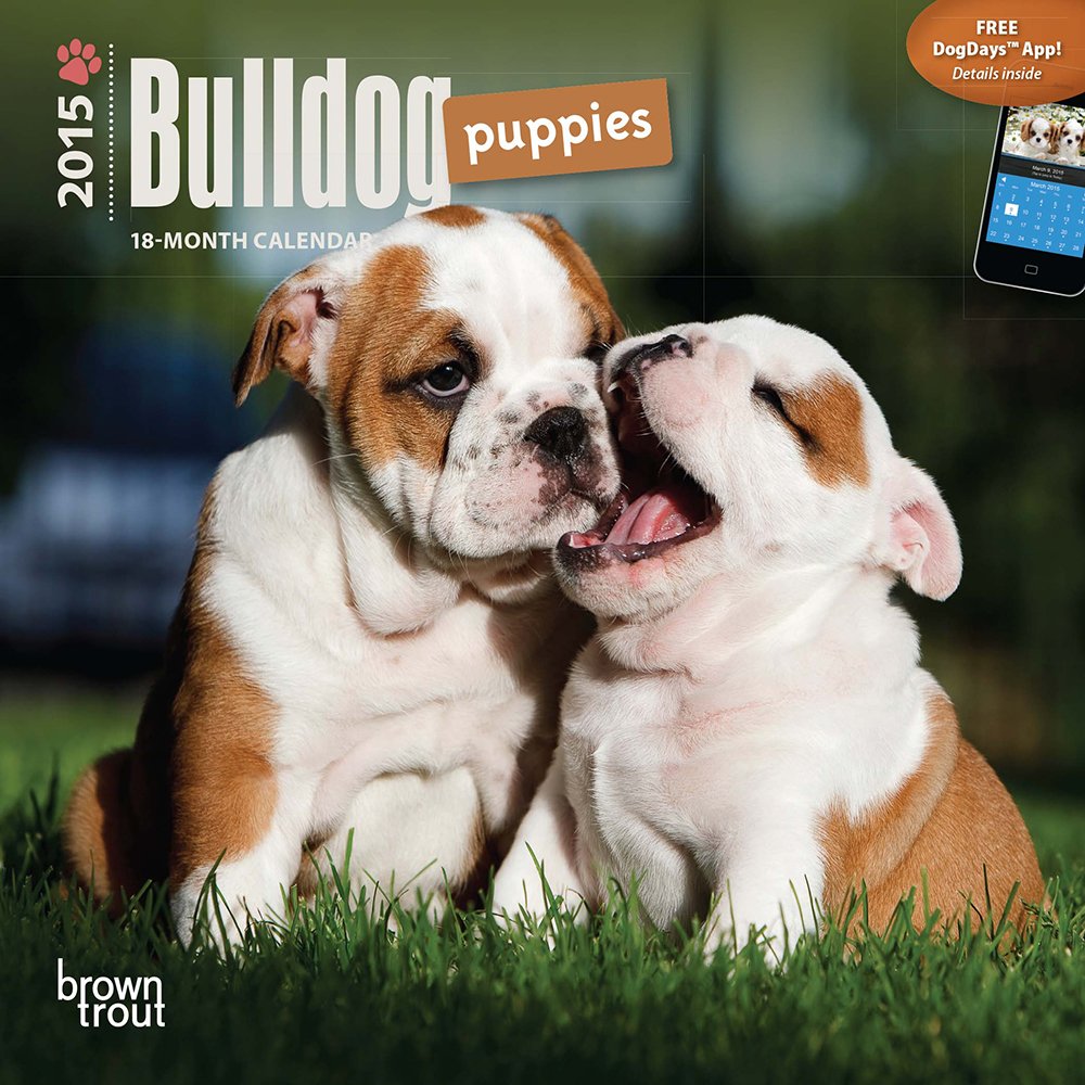 Bulldog Puppies 18-Month 2015 Calendar Pets