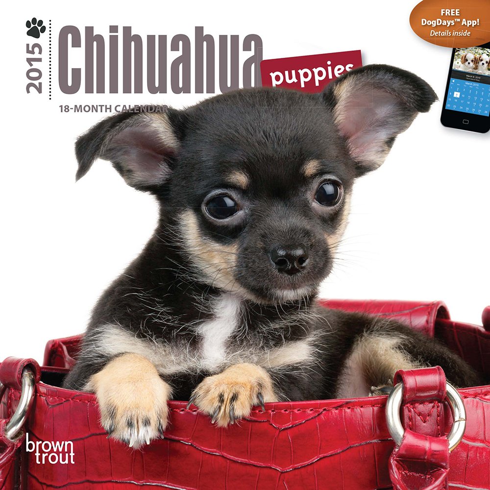 Chihuahua Puppies 18-Month 2015 Calendar Pets
