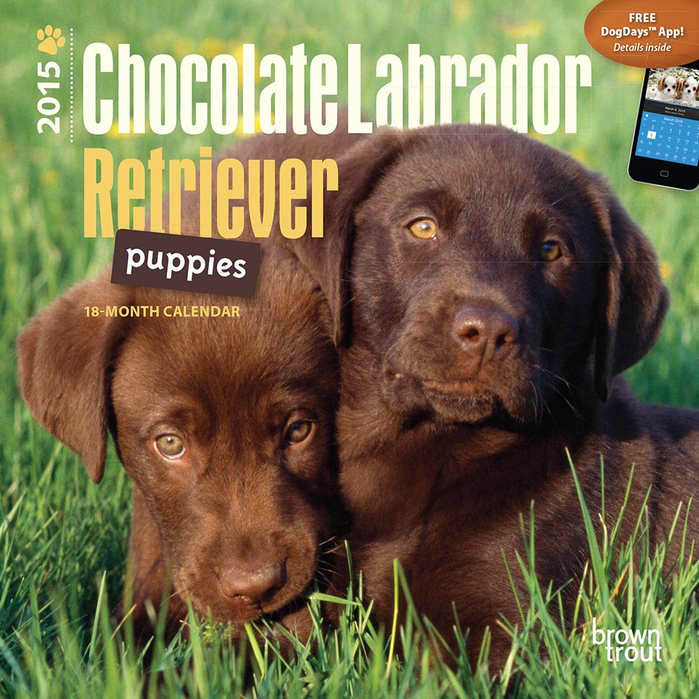Chocolate Labrador Retriever Puppies 2015 Calendar Pets