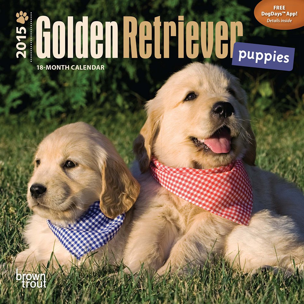 Golden Retriever Puppies 18-Month 2015 Calendar Pets