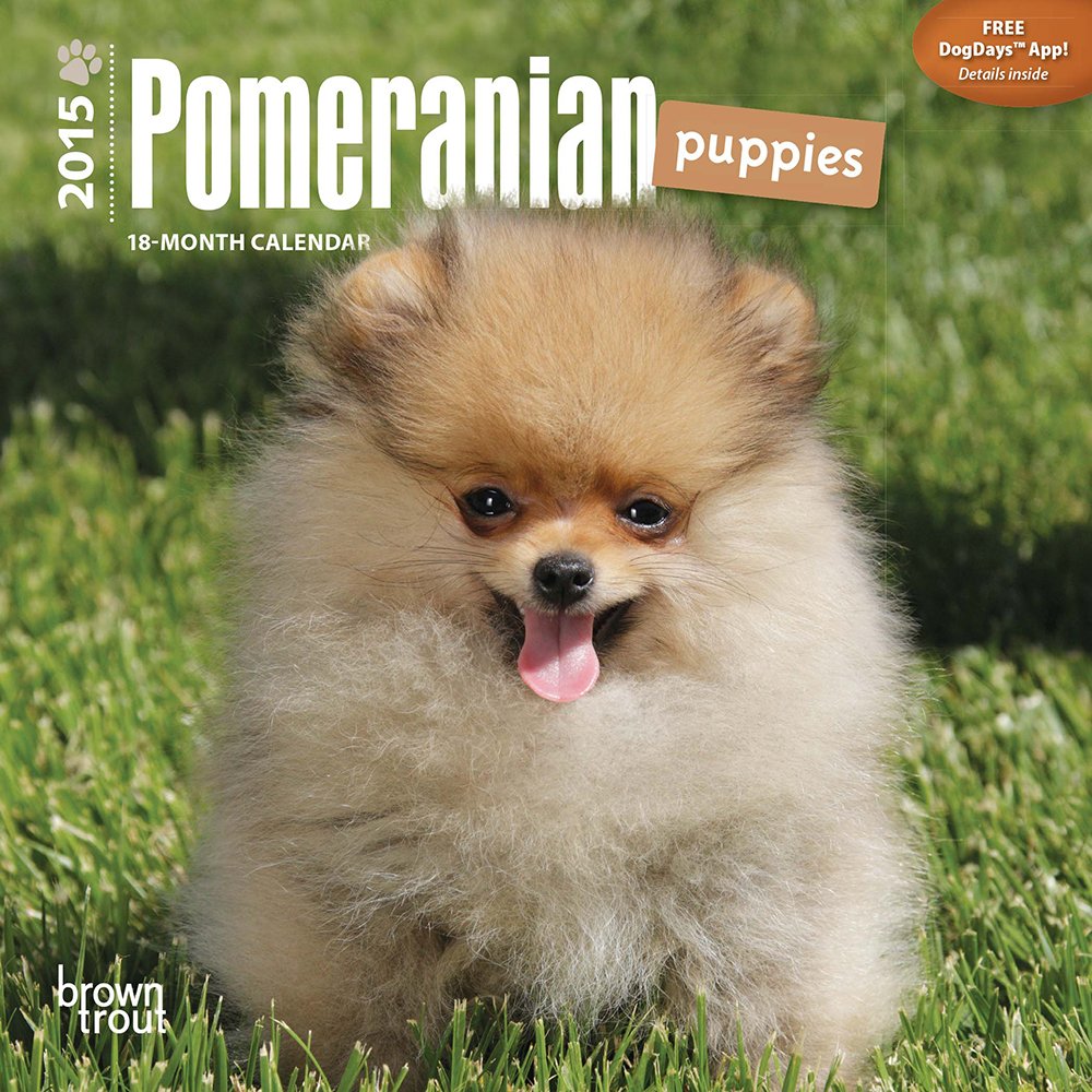 Pomeranian Puppies 2015 18-Month Calendar Pets