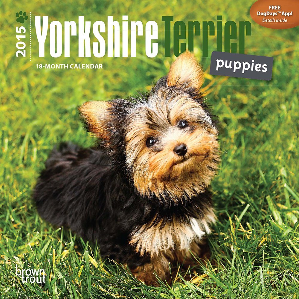 Yorkshire Terrier Puppies 2015 Calendar Pets