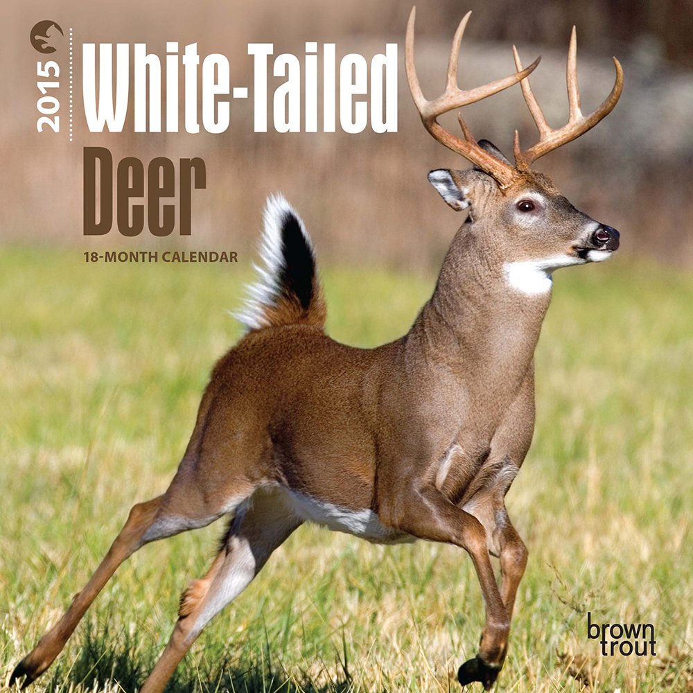 White-Tailed Deer 2015 Calendar Mathematics