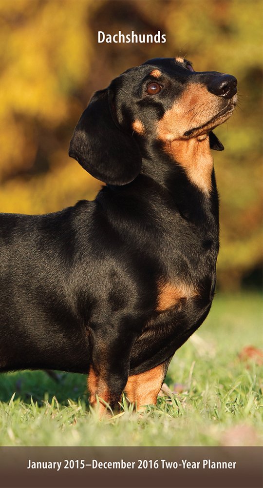 Dachshunds January 2015-December 2016 Two-Year Planner Pets