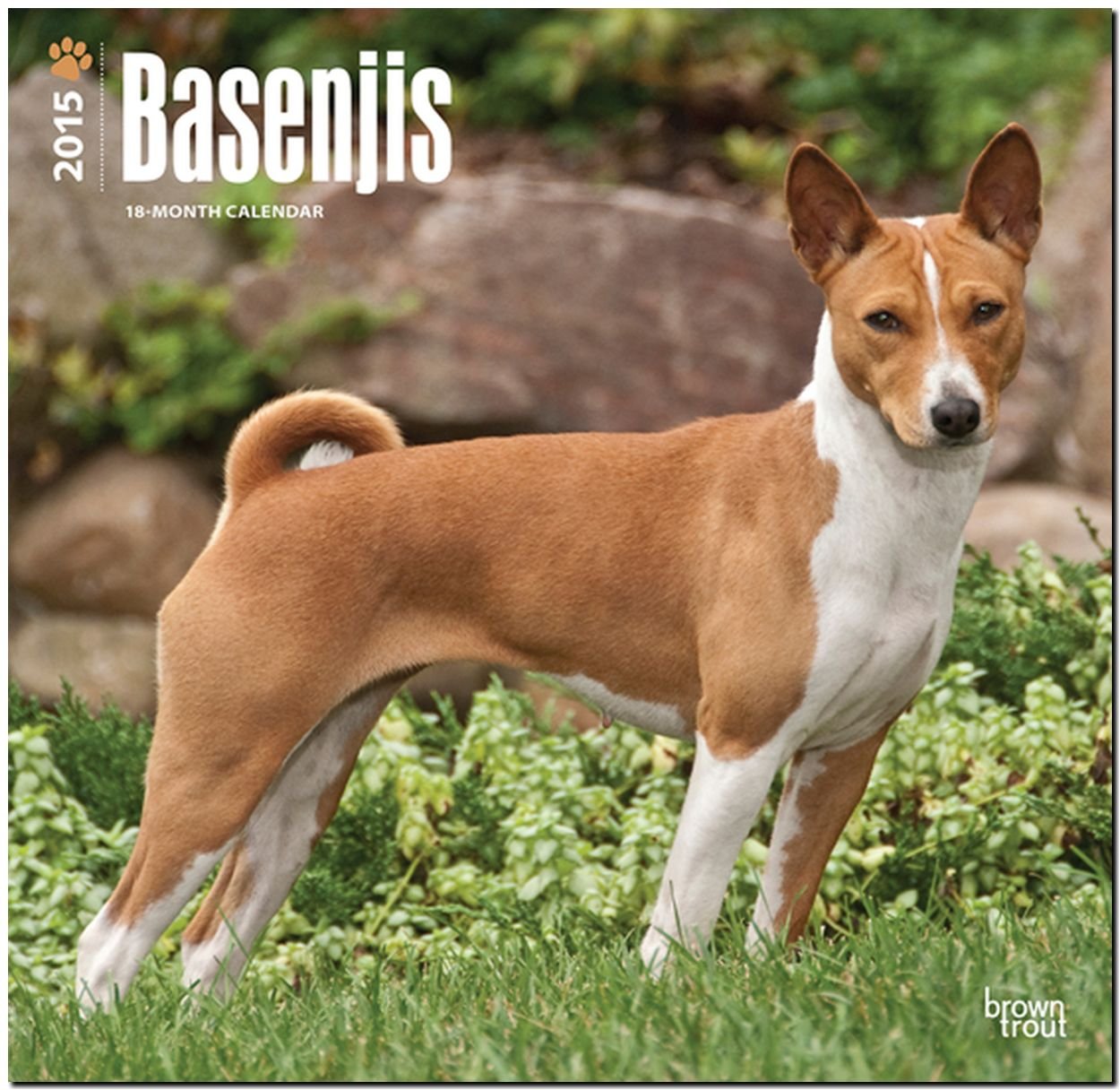 Basenjis 2015 - Kongo-Terrier: Original BrownTrout-Kalender (Wall-Kalender) Pets