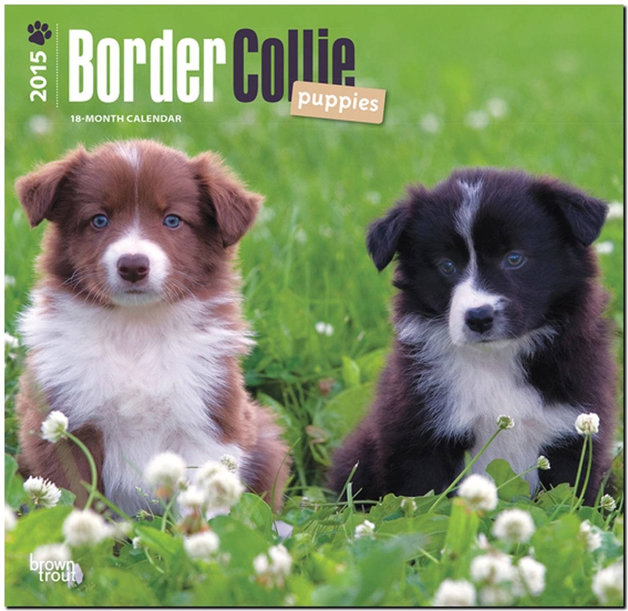 Border Collie Puppies 18-Month 2015 Calendar book
