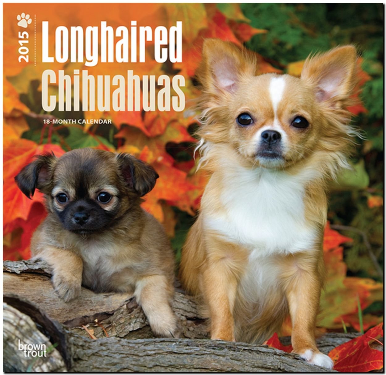 Longhaired Chihuahuas 2015 18-Month Calendar book