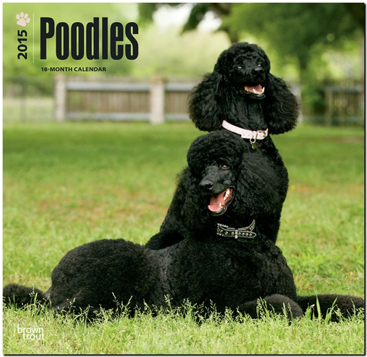 Poodles 2015 18 Month Calendar book