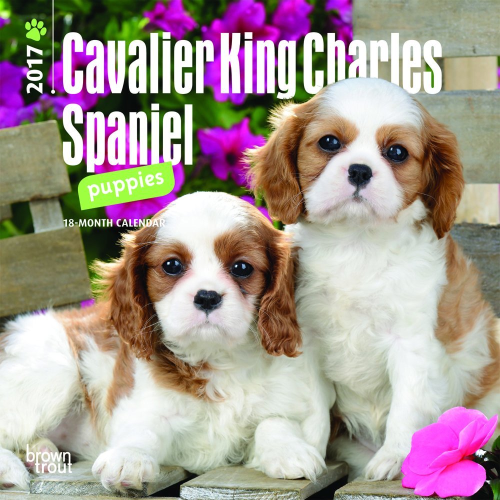 Cavalier King Charles Spaniel Puppies 2017 Calendar Pets