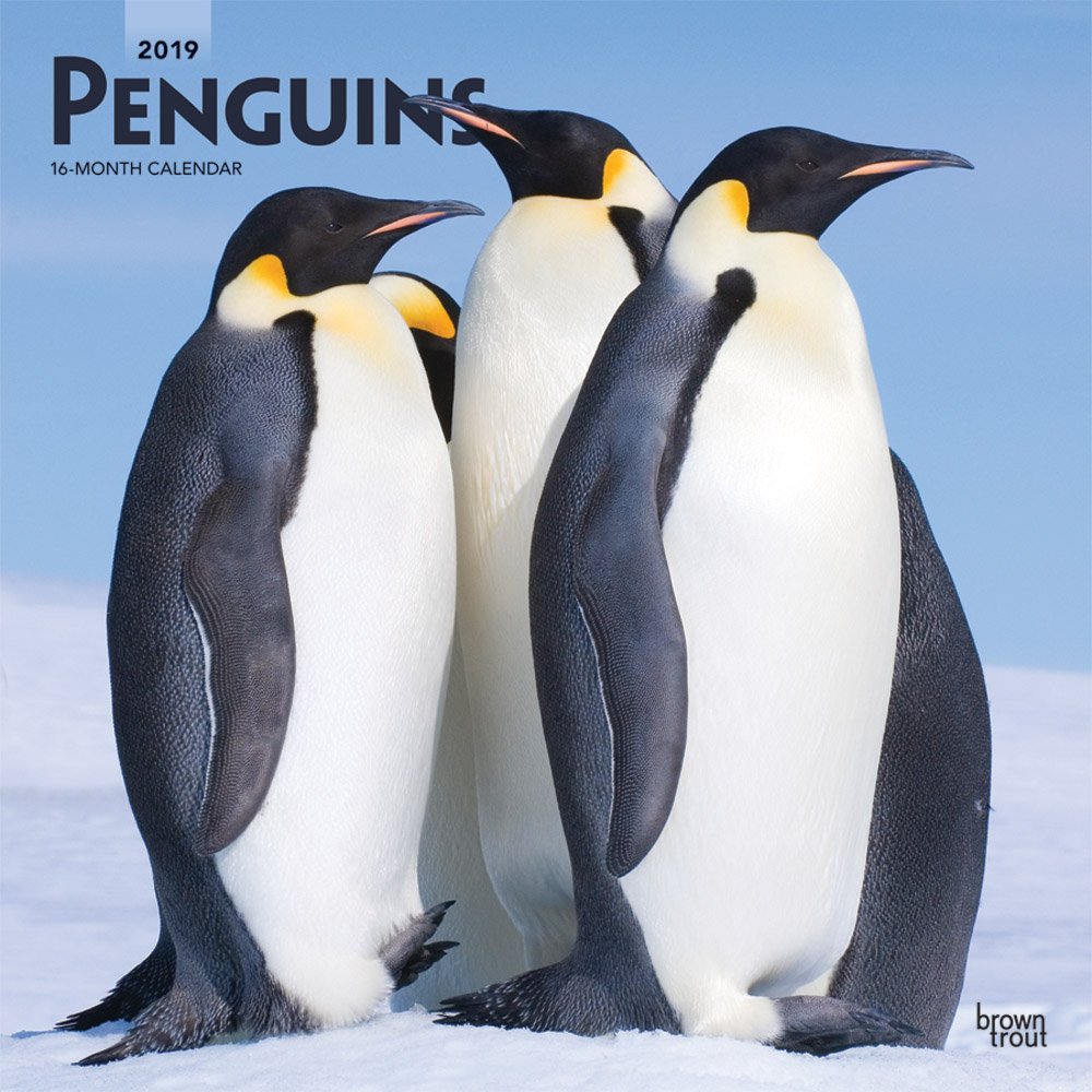 Penguins 2019 Calendar book