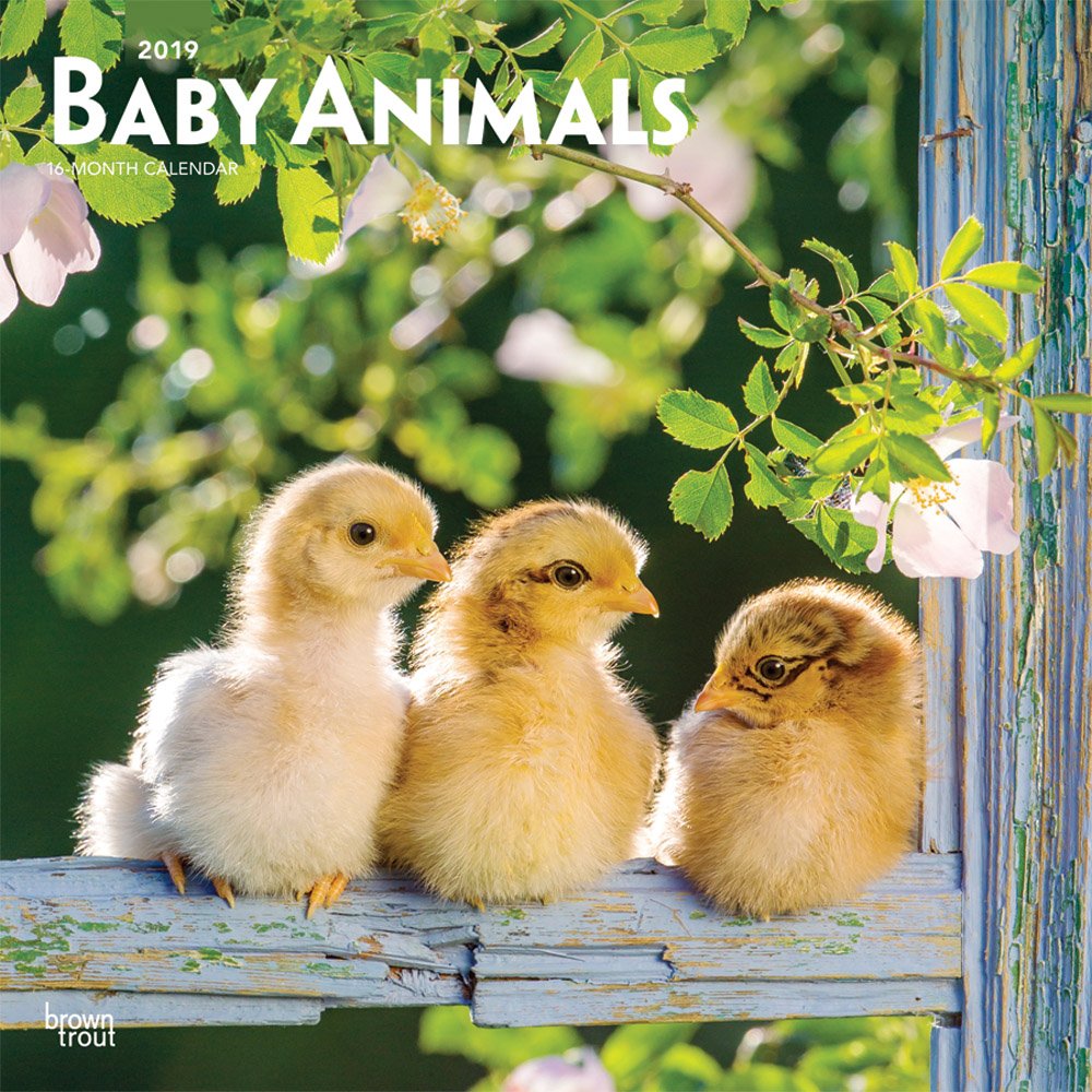 Baby Animals 2019 Calendar book