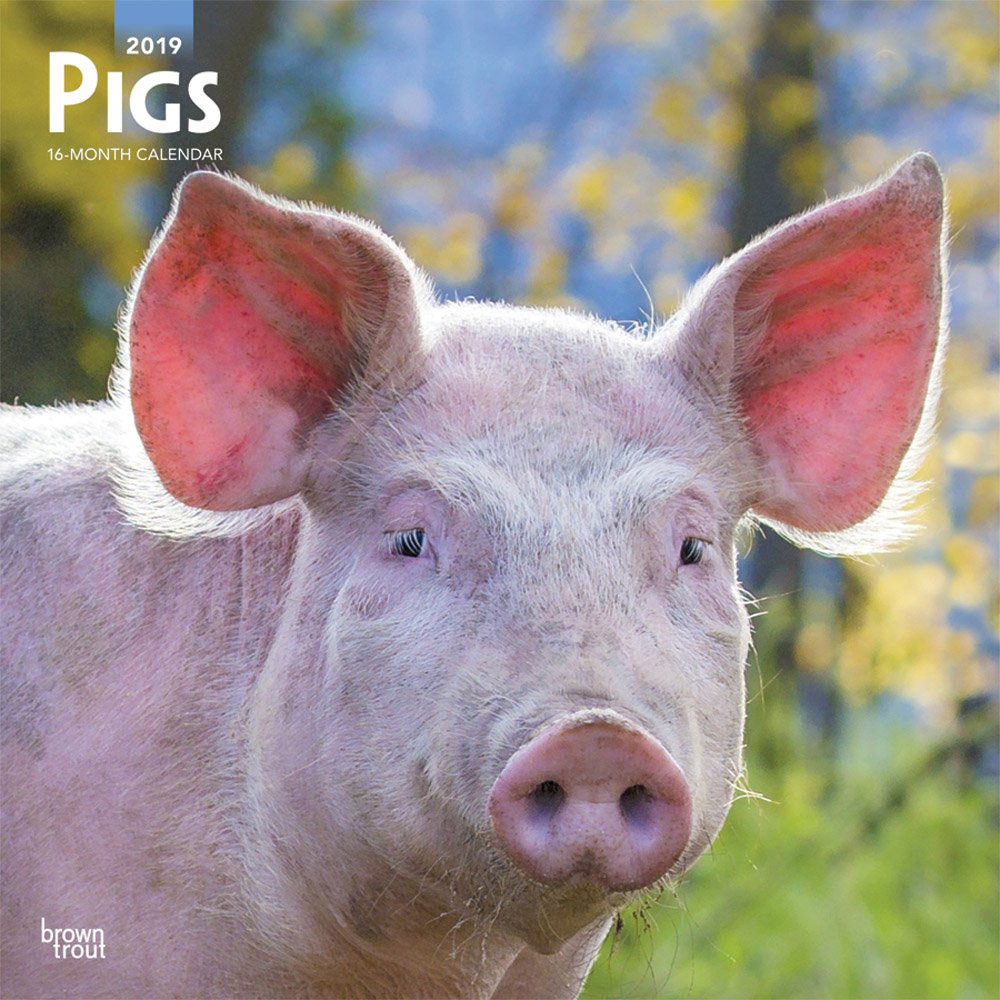 Pigs 2019 Calendar book