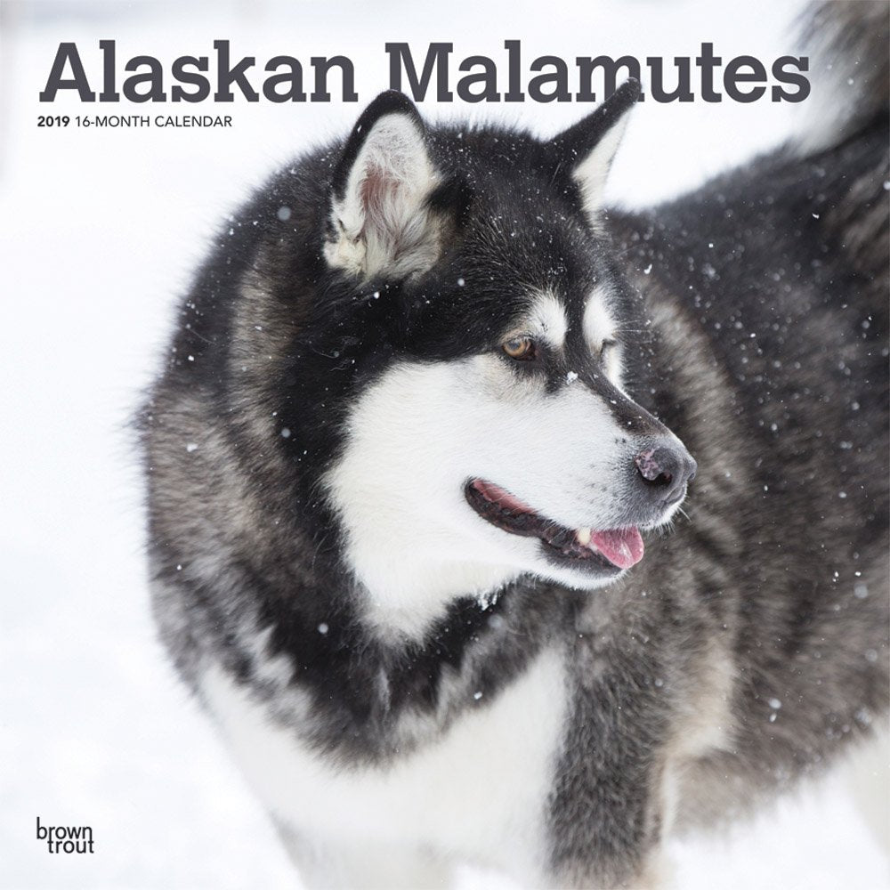 Alaskan Malamutes 2019 Calendar book