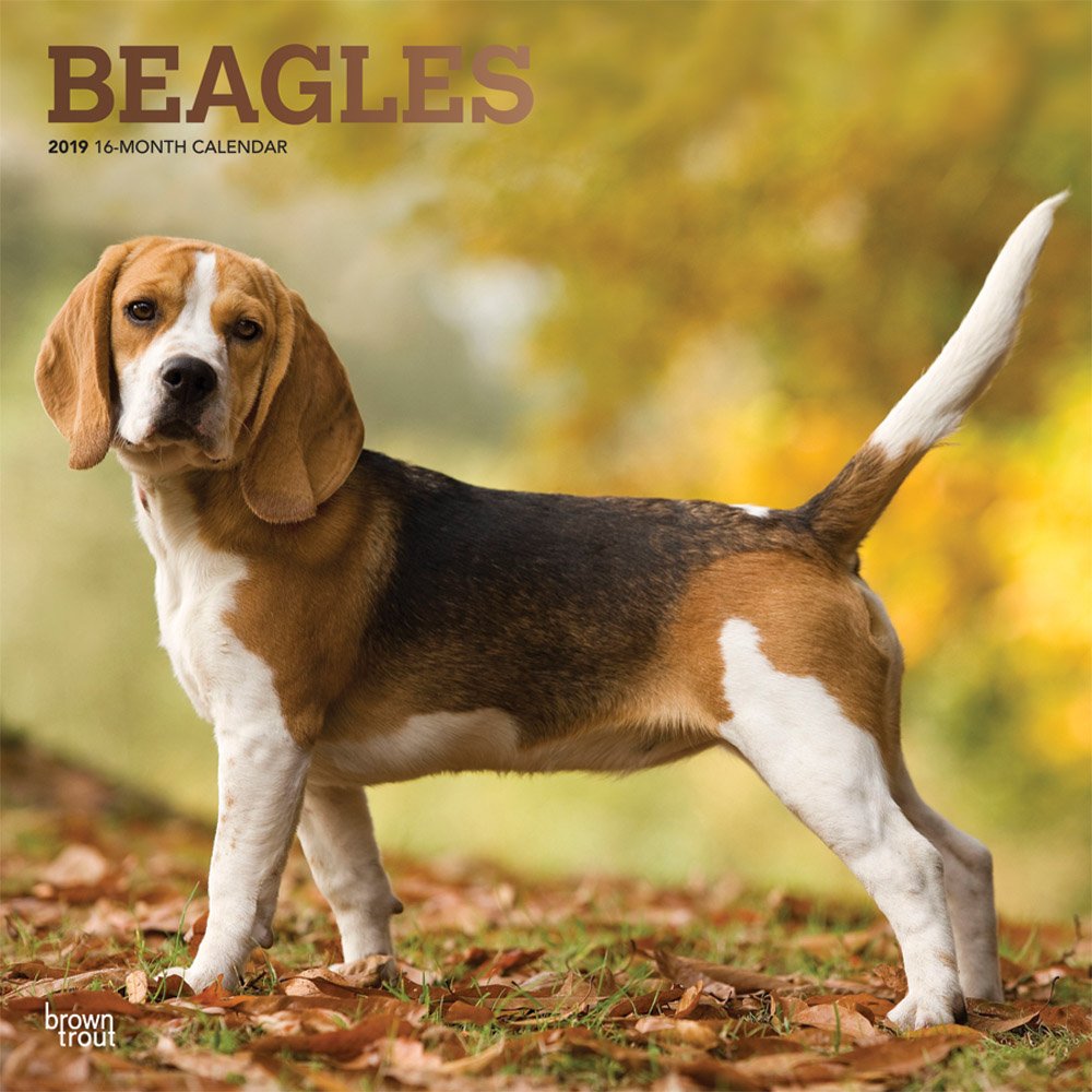 Beagles 2019 - 16-Monate Kalender 2019 mit freier Dog Days-App (Wall-Kalender) inkl. September-Dezember 2018 Mini-Kaleder: Original BrownTrout-Kalender Pets