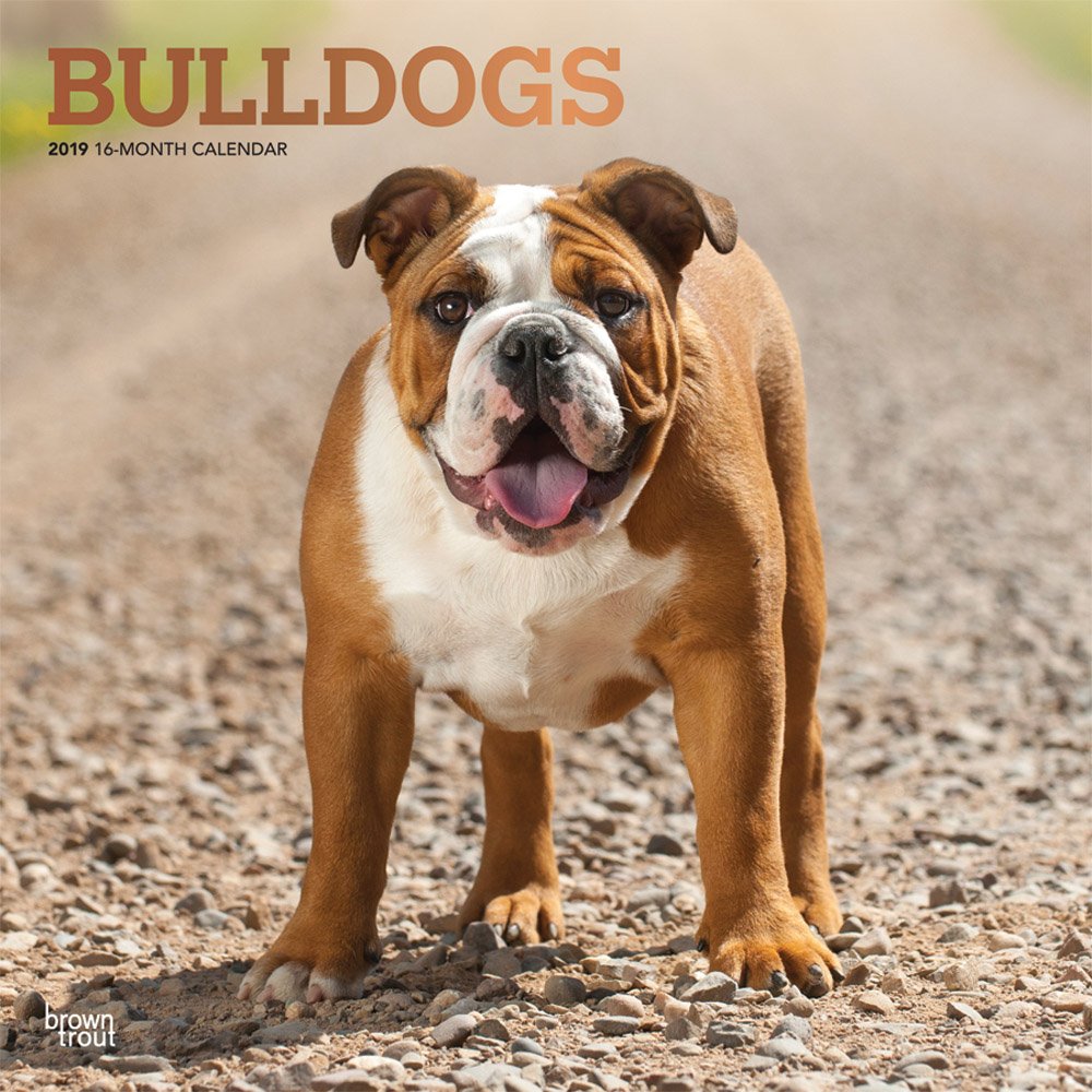 Bulldogs 2019 Calendar book