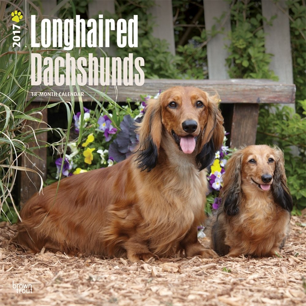 Longhaired Dachshunds 2017 Calendar book
