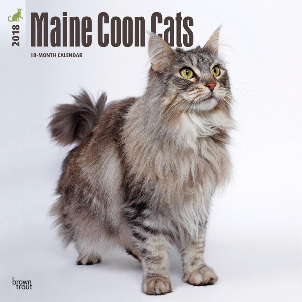 Maine Coon Cats 2018 Calendar book