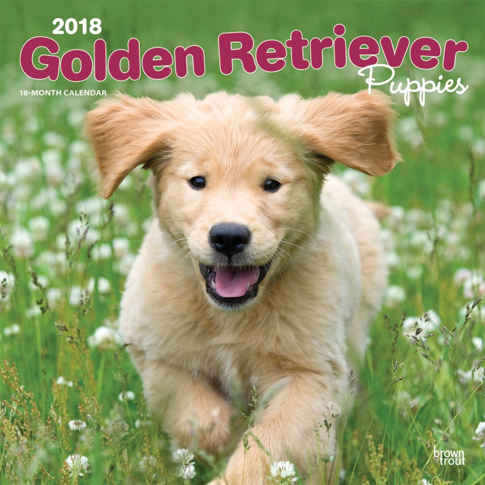 Golden Retriever Puppies 2018 Calendar book