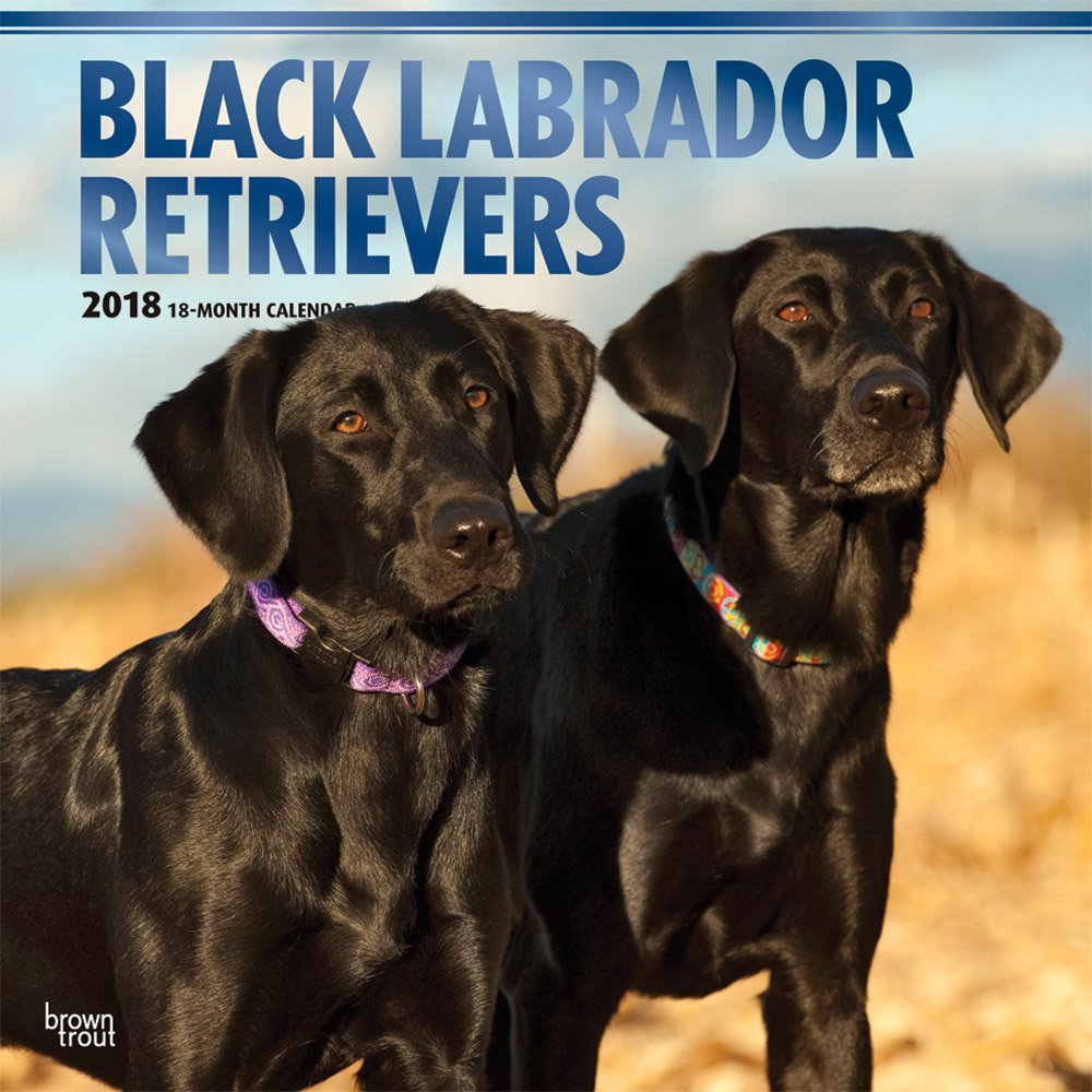 Black Labrador Retrievers 2018 Calendar book
