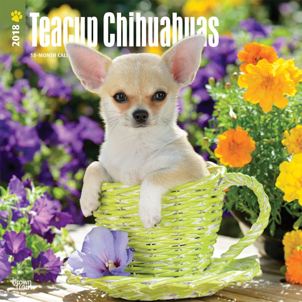 Teacup Chihuahuas 2018 Calendar book