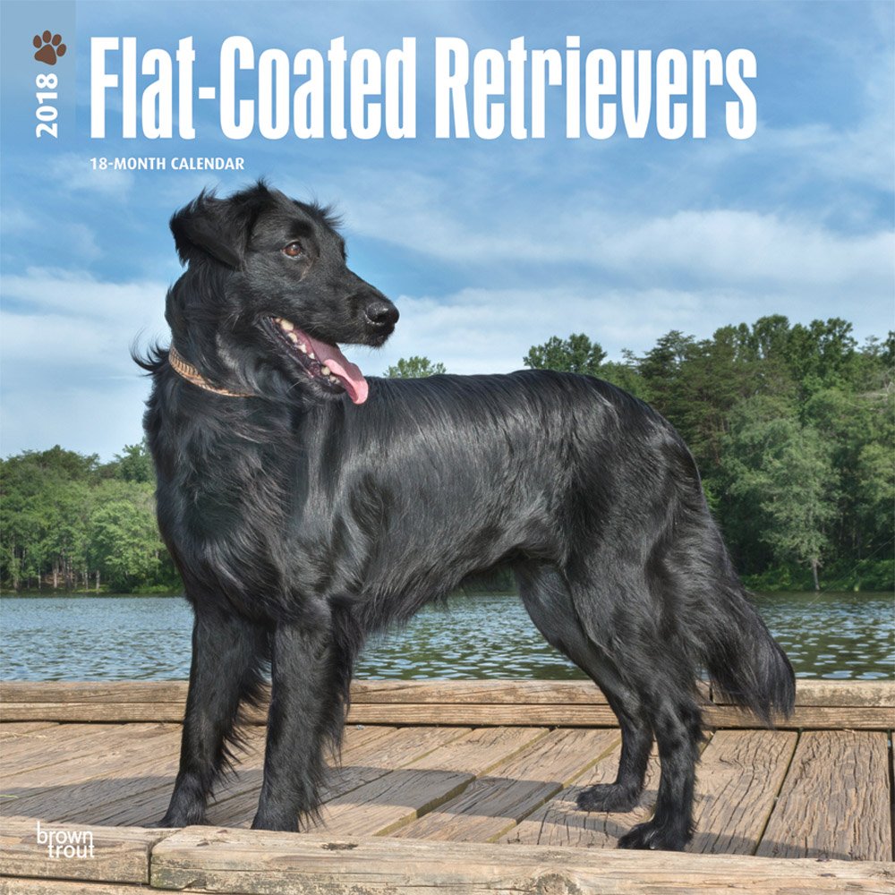Flat-Coated Retrievers 2018 Calendar book