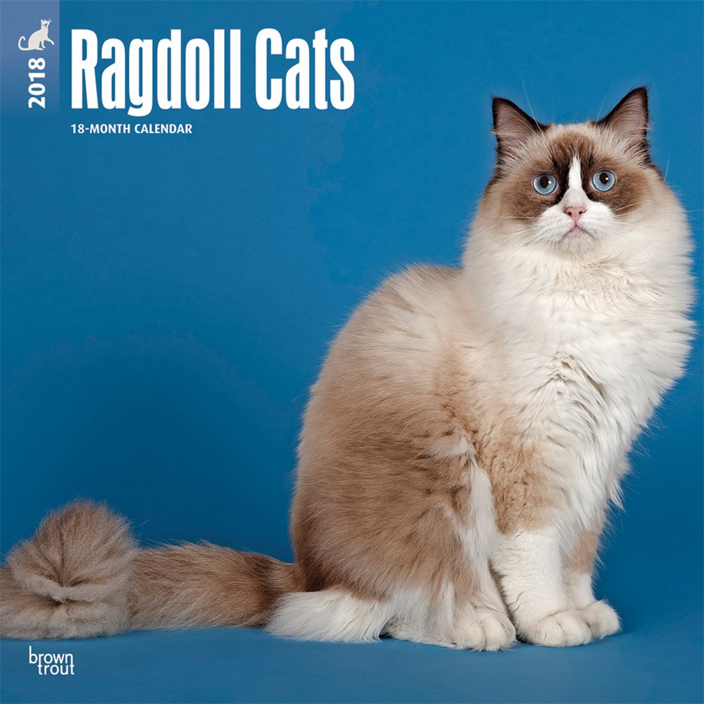 Ragdoll Cats 2018 Calendar book
