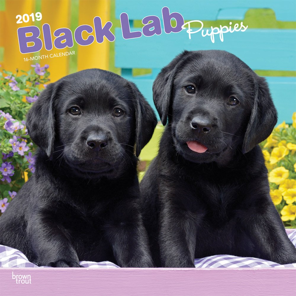 Black Lab Puppies 2019 Calendar book