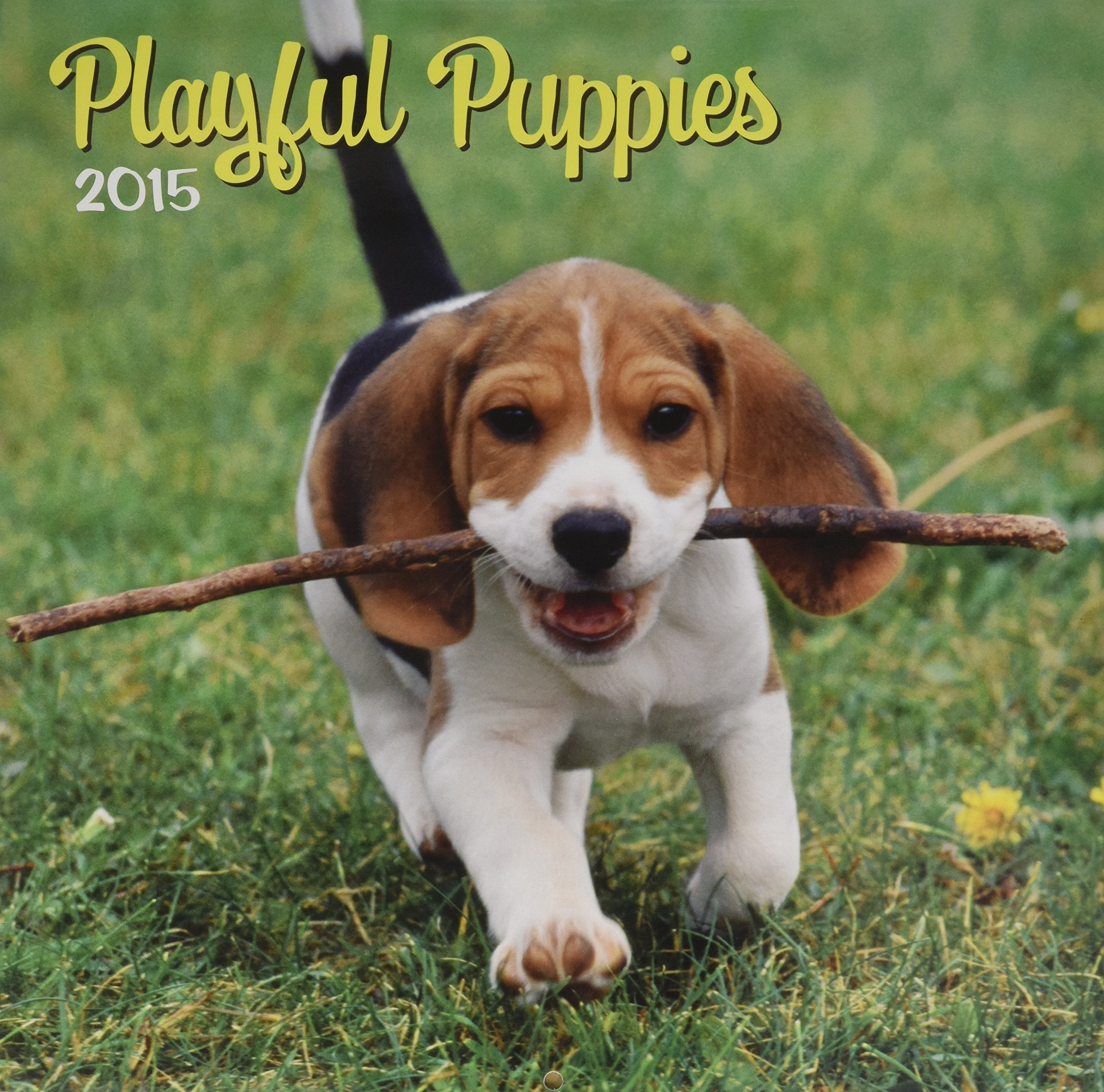 Playful Puppies 2015 Calendar Books
