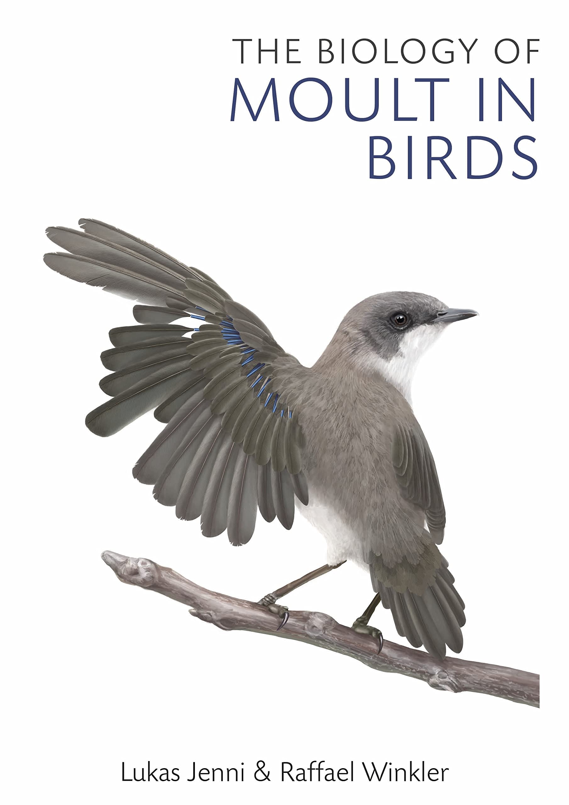 The Biology of Moult in Birds Mathematics