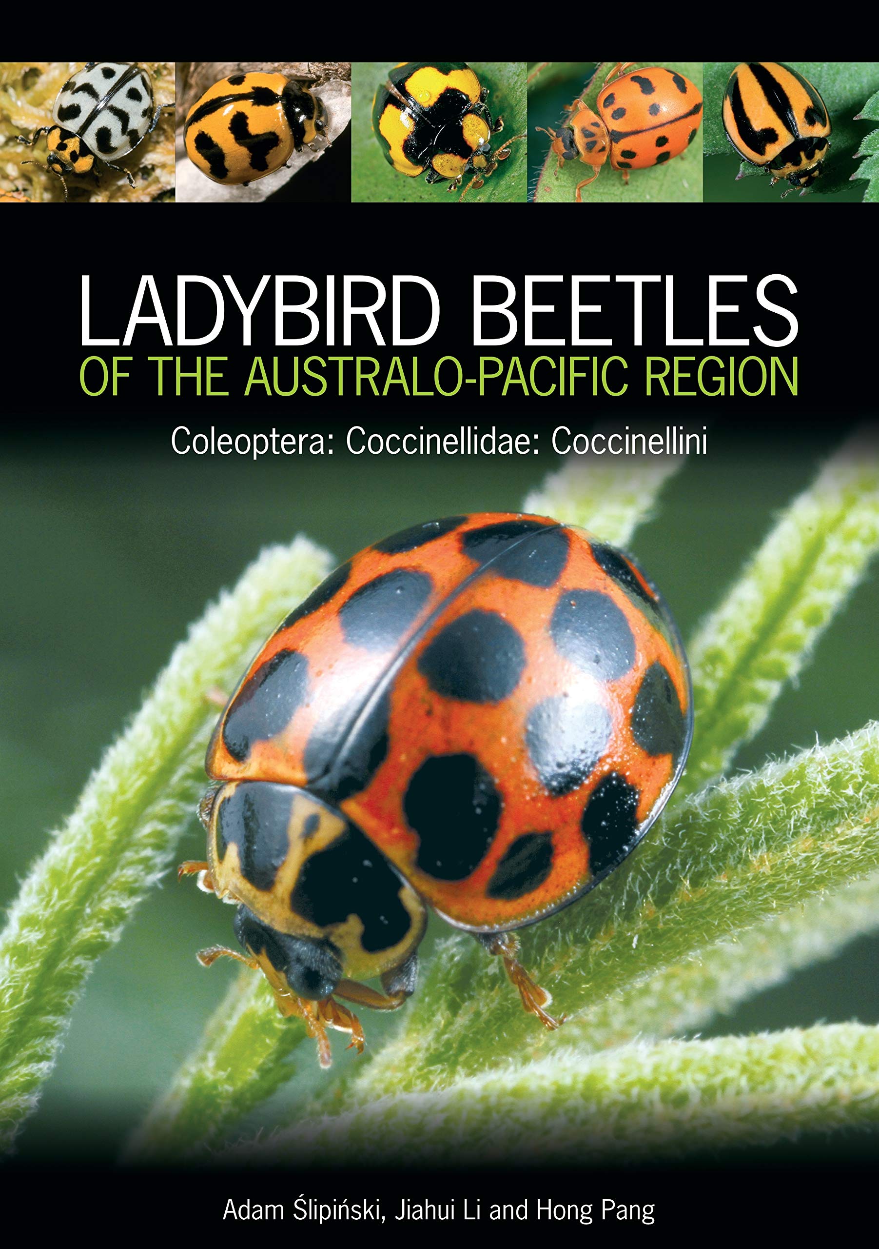 Ladybird Beetles of the Australo-Pacific Region: Coleoptera: Coccinellidae: Coccinellini Mathematics
