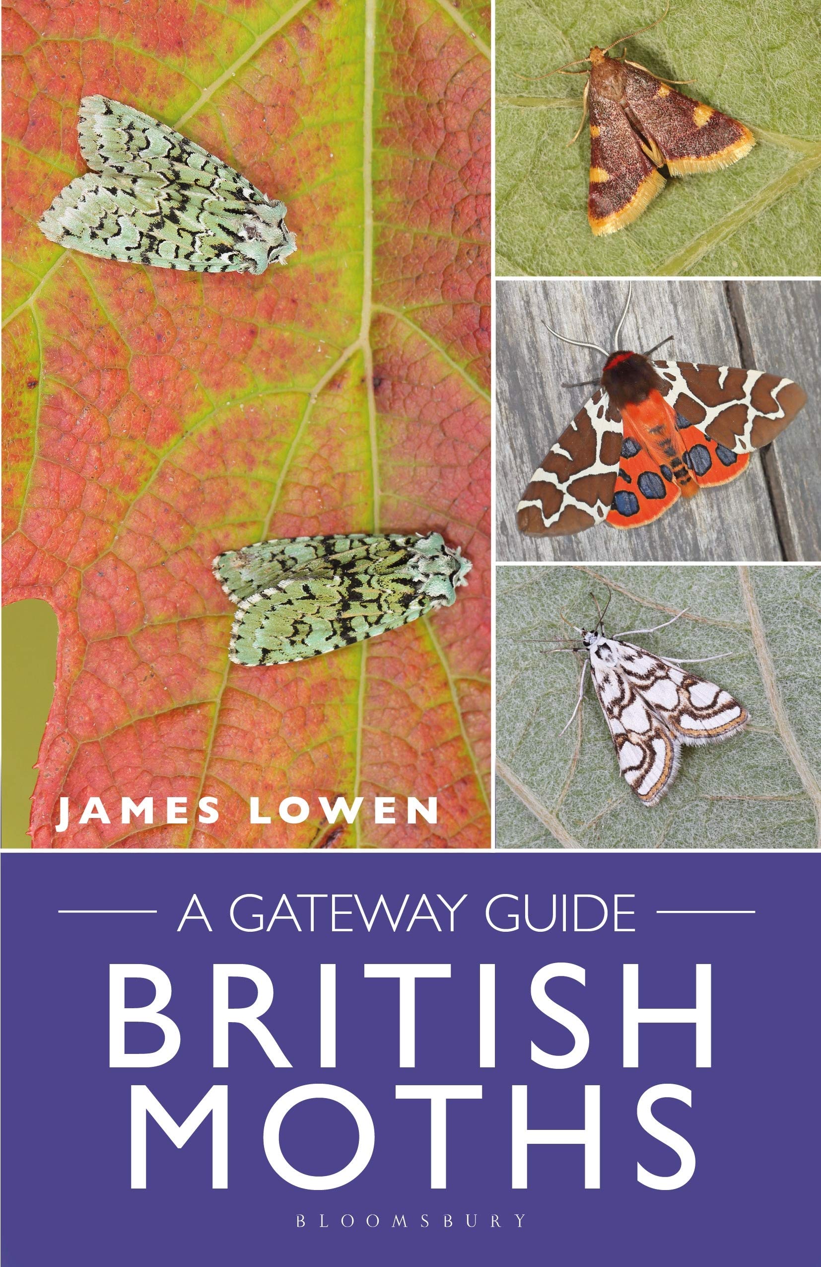 British Moths: A Gateway Guide (Bloomsbury Naturalist) Mathematics