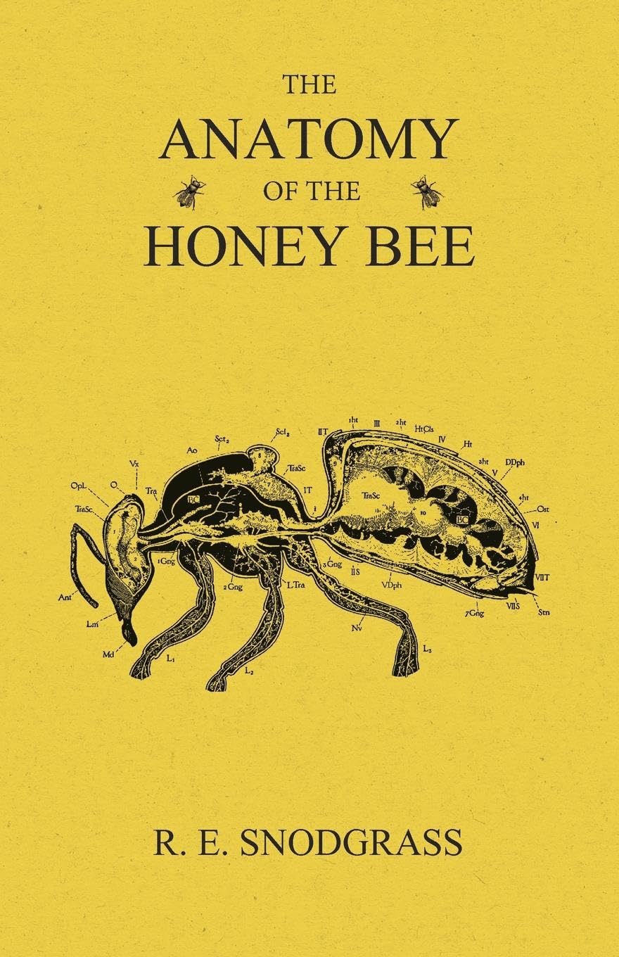 The Anatomy of the Honey Bee Mathematics